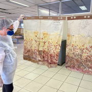 Mapas com fungos retirado da mapoteca para secagem